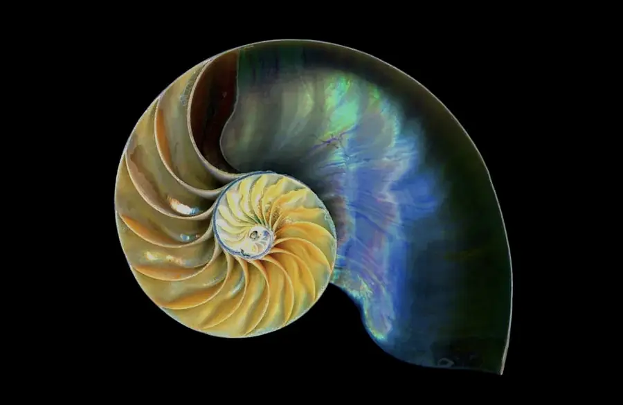 Coquillage en spirale